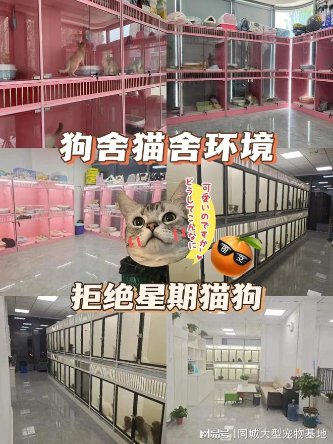 少钱一只咸阳这里英短蓝金猫基地直销!PG麻将胡了模拟器咸阳买英短蓝金猫多(图2) 少钱一只咸阳这里英短蓝金猫基地直销!PG麻将胡了模拟器咸阳买英短蓝金猫多(图2)